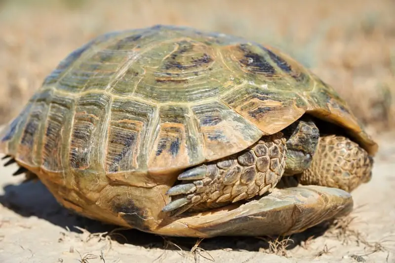 Turtles and Tortoises Need Calcium