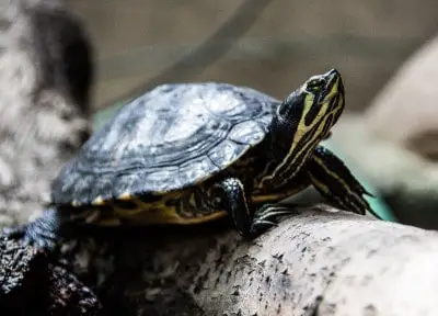 How Smart Are Turtles and Tortoises?  [Truth Revealed]