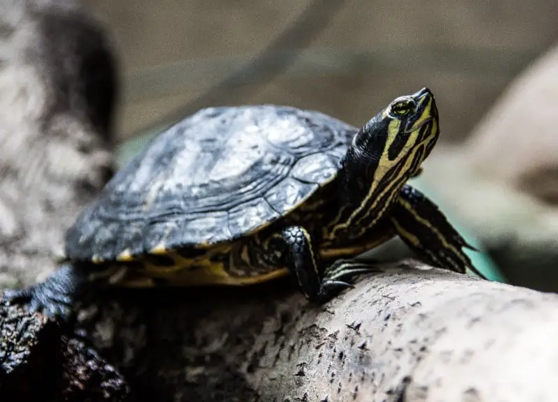 How Smart Are Turtles and Tortoises