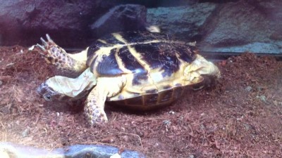 How To Comfort a Dying Turtle?