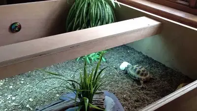 Tortoise Table: A Complete Guide for Beginners