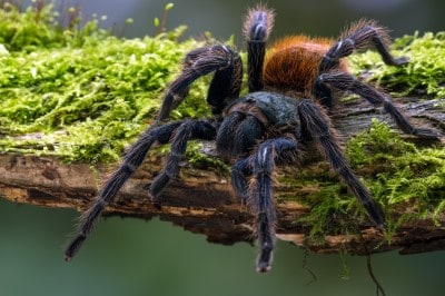 17 Tarantula Accessories: (Must-Have + Nice-To-Have)