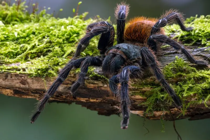 Tarantula Accessories