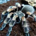 What Happens If You Disturb a Molting Tarantula: A Guide to Avoiding Disaster