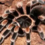 How to Tell if a Tarantula is Male or Female: A Quick Guide