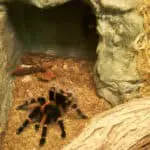 Tarantula Enclosure