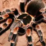 Why Does My Tarantula Have a Bald Spot? Understanding the Causes and Solutions