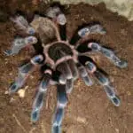 Why Did My Tarantula Die? Common Causes and Prevention Tips
