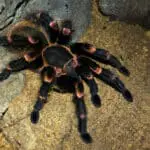 Why Is My Tarantula Not Eating? Tips and Tricks to Encourage Appetite