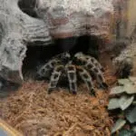 What Can I Feed My Tarantula Besides Crickets? A Guide to Alternative Foods