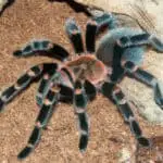 What Does It Mean When You Dream About a Tarantula? Explained