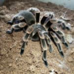 How to Breed Tarantulas: A Beginner's Guide