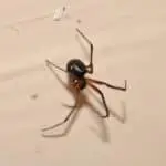 Brown Widow Spiders