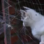 Cats eat spider webs